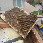 apa bee removal live bee hive removal