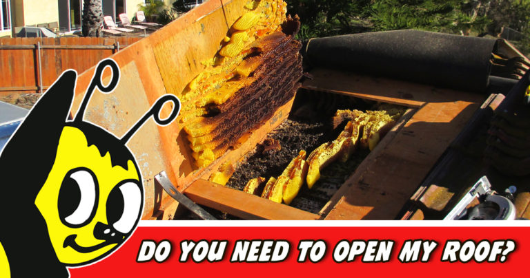 apa bee removal need-to-open-roof