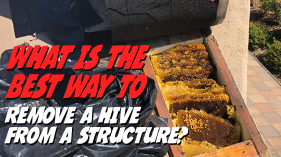 apabee removal best-way-to-remove-hive-from-structure