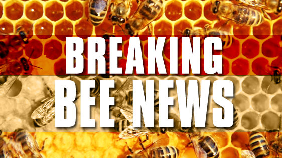 apabee removal breaking-bee-news