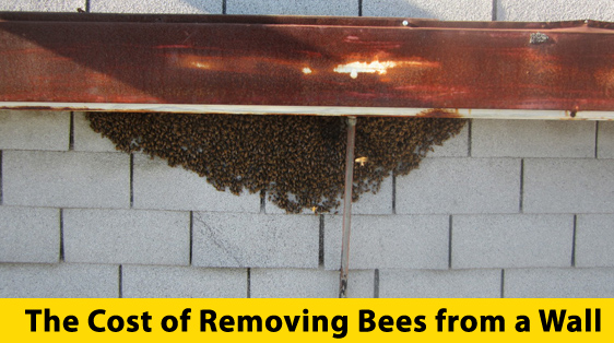 apabee removal cost-of-removing-bees-from-a-wall