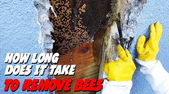 apabee removal how-long-deoas-it-take-for-bee-removal