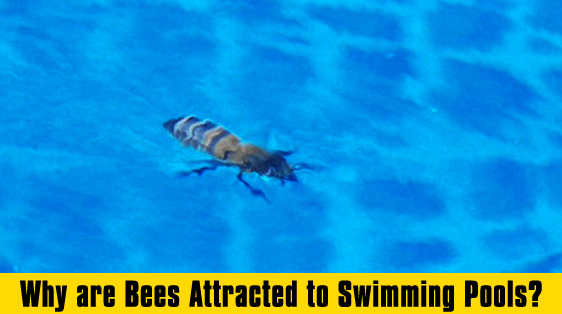 apabee removal swimming-pool-bees