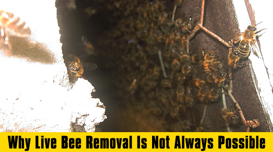 apabee removal why-live-bee-removal-is-not-always-possible