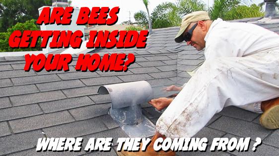 apa bee removal  bees-getting-inside-roof.jpg