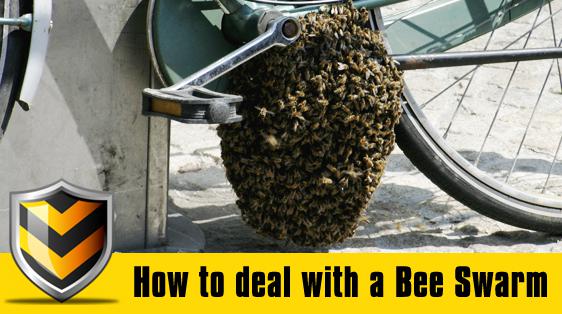 apa bee removal beeswarms-protection.jpg