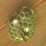 apa bee removal WASP NEST