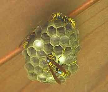 apa bee removal WASP NEST