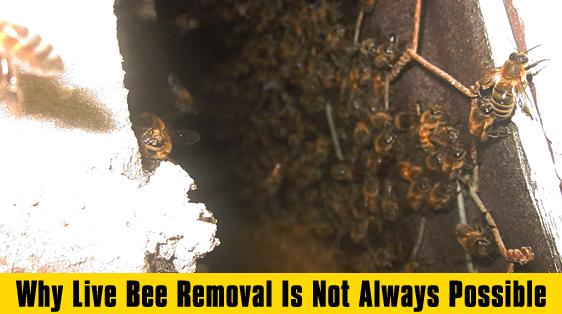 apa bee removal why-live-bee-removal-is-not-always-possible.jpg