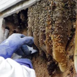 apa bee removal bees-in-wall