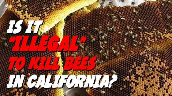 illegal-to-kill-bees-in-california.jpg