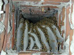apa bee removal beeschimney1