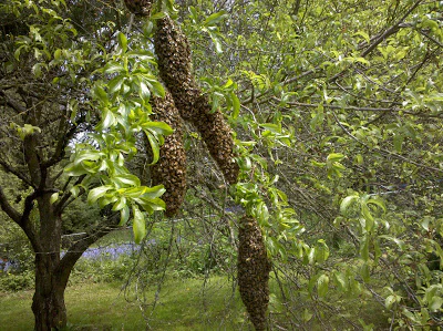 apa bee removal swarm