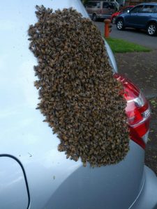 apa bee removal swarm-on-car_large