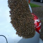 APA BEE REMOVAL swarm-on-car_large