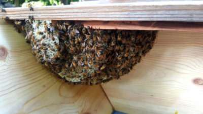 apabeeremoval2-3weeks2-400x225