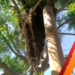 bee-removal-los-angeles2-300x300