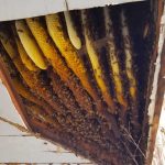 bees-in-eaves-576x1024