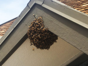apa bee removal bee swarm no hive