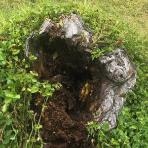 bees-hive-inside-tree-stump