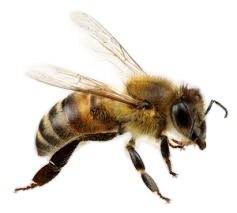 APA BEE REMOVAL EUROPEAN HONEY BEE