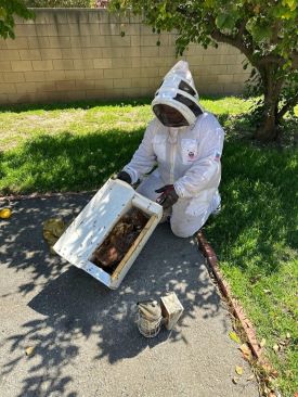 bee removal covina - APA Bee Removal