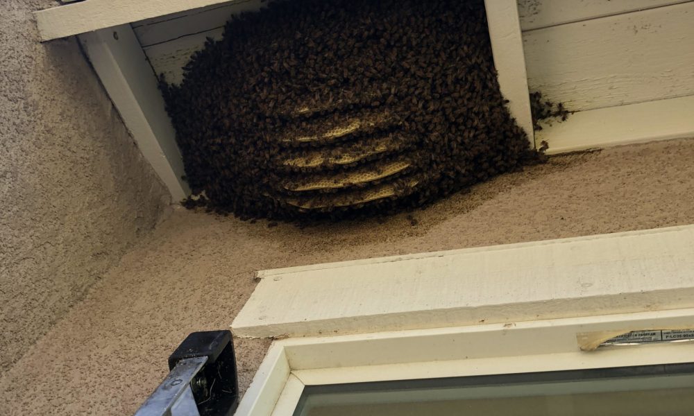  APA Bee Removal