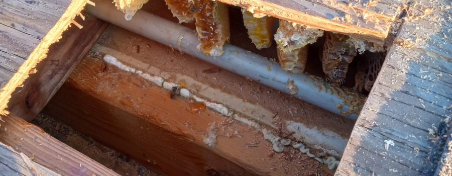 beehive removal from roof area city of san gabriel apa bee removal beehive removal from roof area city of san gabriel apa bee removal