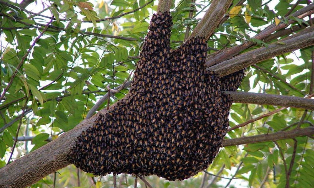 apa bee removal swarm